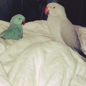 Meet your Posher, Rogeria